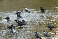頭のいい動物ランキング15