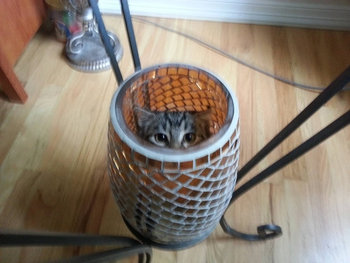 恐怖の写真!