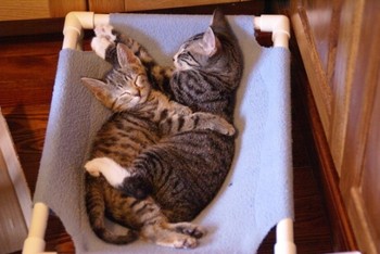 ネコ抱っこ☆