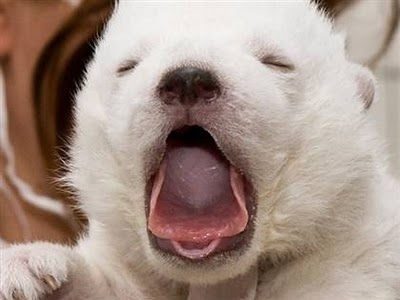 可愛くて、、、眠い♫