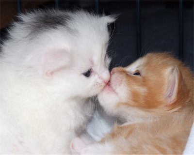 キスシ〜ン☆