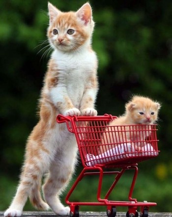 動物の世界☆