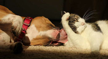 可愛い動物達の世界☆