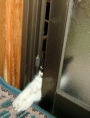 ちょう癒される 動物達の写真集☆