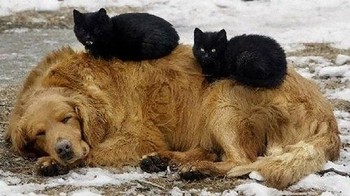 温まる動物達☆