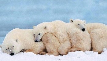 温まる動物達☆