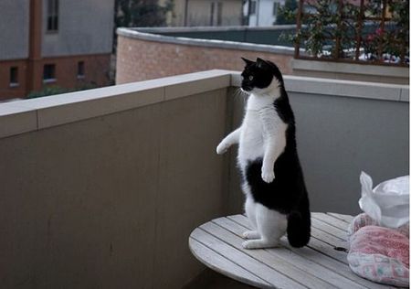 可愛い 動物達☆