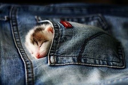 可愛い 動物達☆