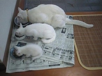 ちょう癒される 動物達の写真集☆