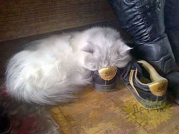 ちょう癒される 動物達の写真集☆
