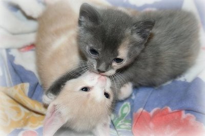 キスシ〜ン☆