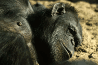 頭のいい動物ランキング15