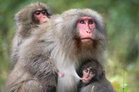 頭のいい動物ランキング15