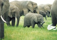 頭のいい動物ランキング15