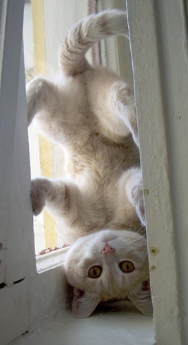 恐怖の写真!