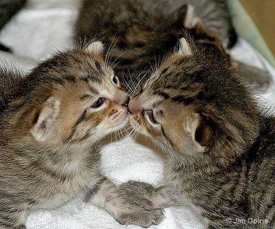 キスシ〜ン☆