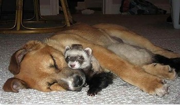 温まる動物達☆