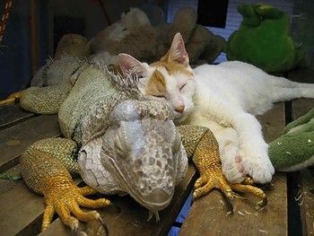 温まる動物達☆