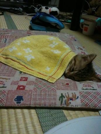 癒し♫