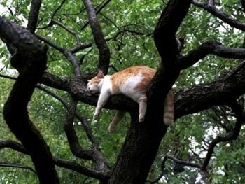 眠たい時に寝る♫