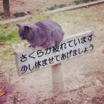 癒しの写真集☆