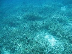 ガームノイ島の珊瑚