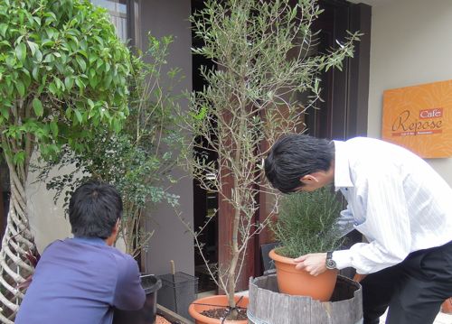 スタッフと植木の手入れをしました
