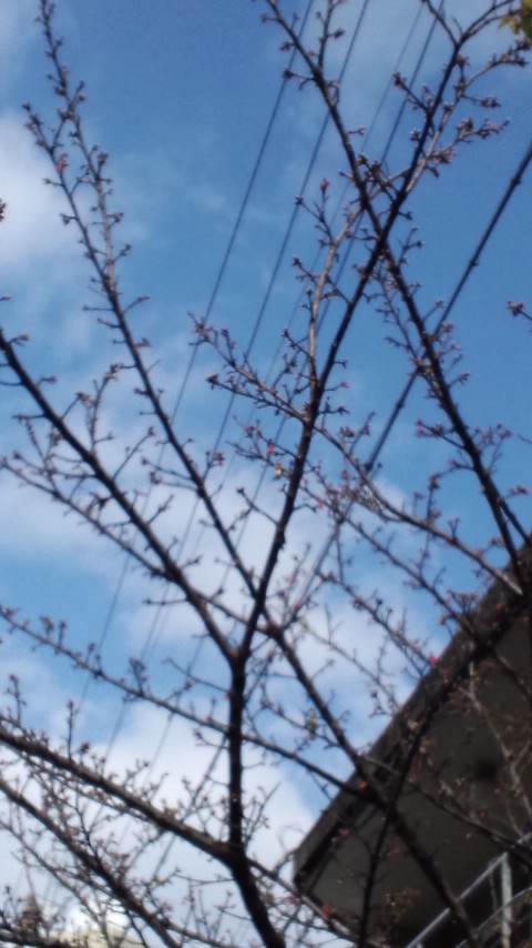 学生+~SAKURA~