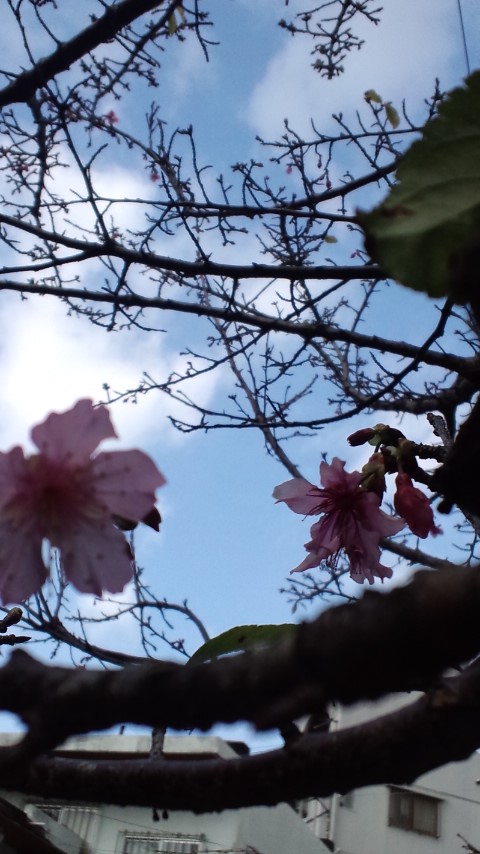 学生+~SAKURA~