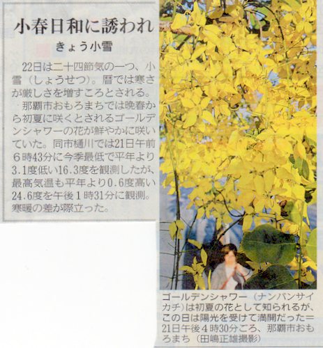 沖縄県花便り：ゴールデンシャワーの花　満開