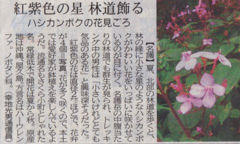 沖縄県夏の花：ハシカンボク花見ごろ
