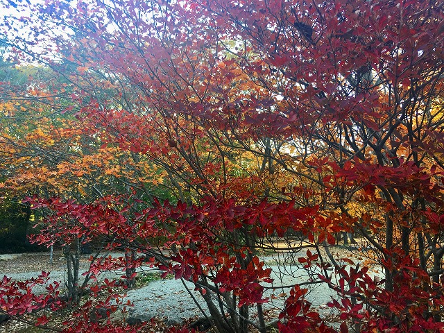 紅葉燻製キャンプ 紅葉燻製キャンプ