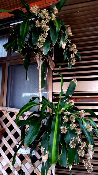 幸福の木(ドラセナ)に花が咲いた 幸福の木(ドラセナ)に花が咲いた