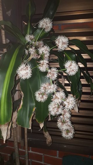 幸福の木(ドラセナ)に花が咲いた 幸福の木(ドラセナ)に花が咲いた
