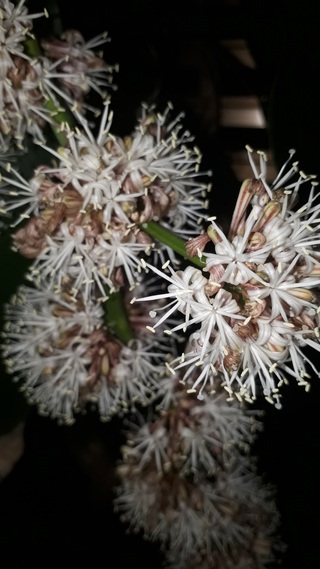 幸福の木(ドラセナ)に花が咲いた 幸福の木(ドラセナ)に花が咲いた