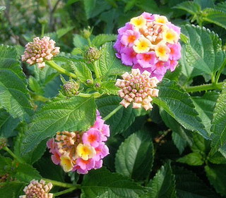 お花に諭される
