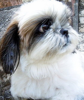 たかが犬 されど犬