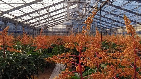 マンゴーの花も咲き始めています。 ~寒の戻り~ マンゴーの花も咲き始めています。 ~寒の戻り~