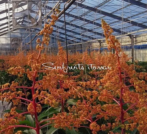 マンゴーの花も咲き始めています。 ~寒の戻り~ マンゴーの花も咲き始めています。 ~寒の戻り~