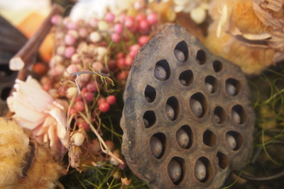 ホオズキが旬と蓮の花托(果托) ホオズキが旬と蓮の花托(果托)