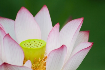 ホオズキが旬と蓮の花托(果托) ホオズキが旬と蓮の花托(果托)