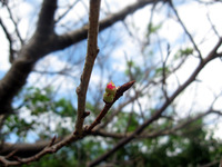 2012　さくらの桜のつぼみ 2012/01/17 20:11:14