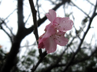 2012　さくらの桜 2012/01/22 23:15:12