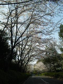 桜満開☆