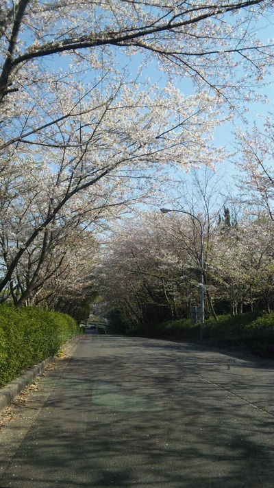 ☆桜見納め☆