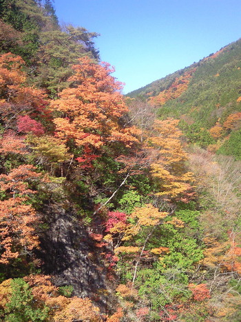 紅葉スポットin岐阜