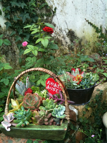 菩提樹の木 天香工房