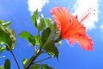 villa-iriomote