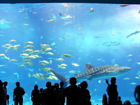 美ら海水族館