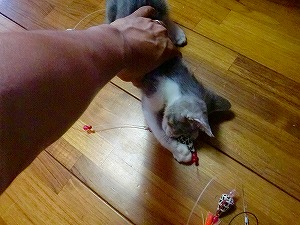 ンヌジベントを持ってシガヤーダコを探す!